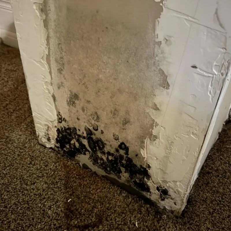 Professional Mold Removal in Ellis County, TX